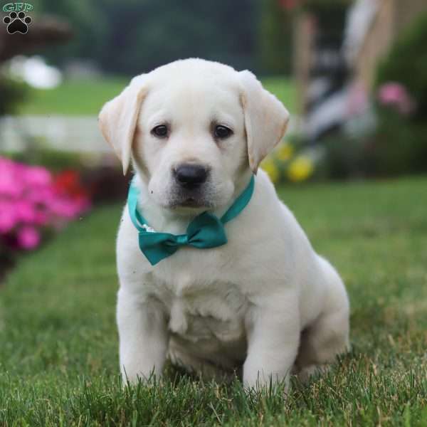 Champ, Yellow Labrador Retriever Puppy